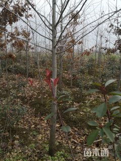4公分北美红栎