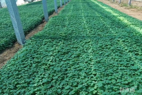 高度20厘米耧斗菜