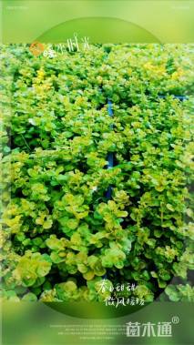 高度5厘米过路黄
