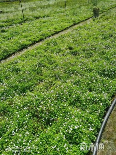 高度10厘米肾叶堇