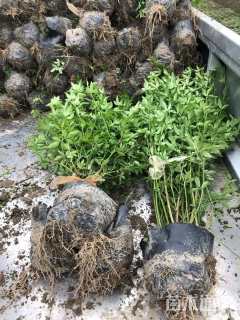 高度100厘米云南黄馨