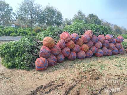 高度110厘米冬青卫矛