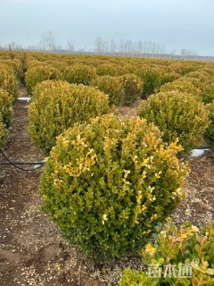 冠幅100厘米金边黄杨球