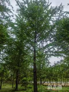 30公分银杏，低价专供