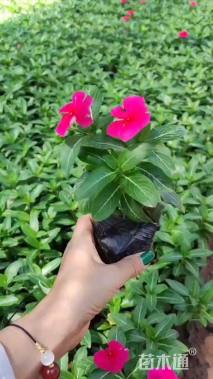 高度18厘米长春花