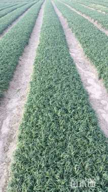 高度20厘米麦冬