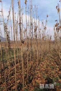 高度160厘米樱花小苗
