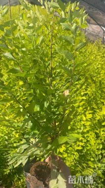 高度60厘米金叶榆小苗