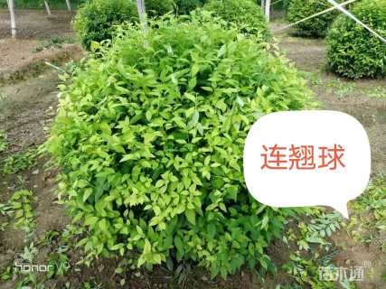 高度120厘米连翘