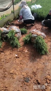 高度20厘米薰衣草