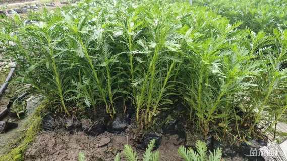 高度40厘米黄金菊