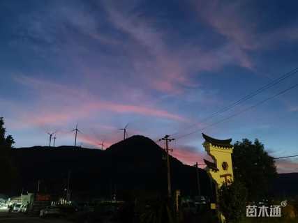 高度220厘米法国冬青