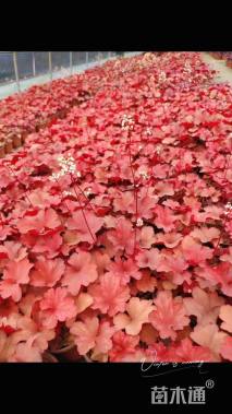 高度10厘米矾根