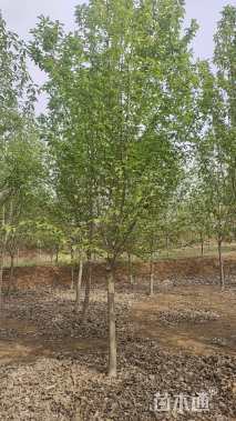 10公分二乔玉兰