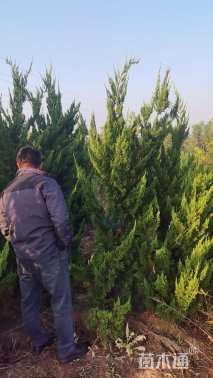 高度30厘米小龙柏