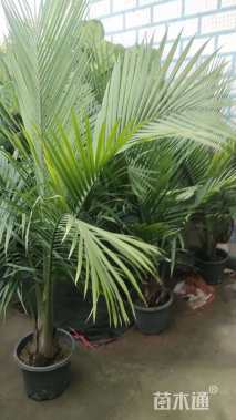 裸干高20厘米国王椰子