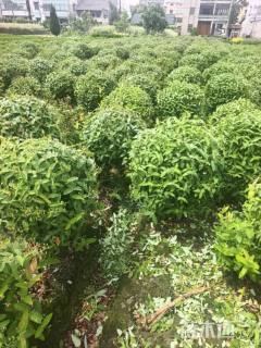 高度80厘米金丝桃球