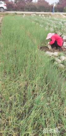 高度30厘米香蒲