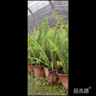 高度25厘米排骨草