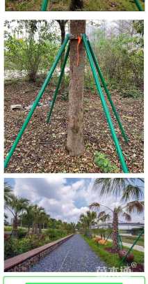 树木支架固定器