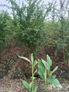 高度200厘米花石榴