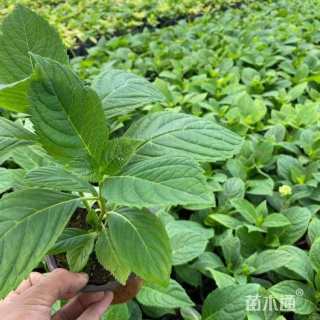 高度45厘米八仙花