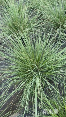 高度80厘米矮蒲苇