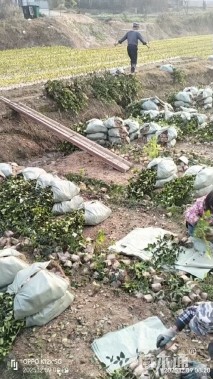 高度30厘米油茶