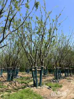 15公分(5杆)丛生朴树