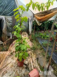 高度30厘米使君子