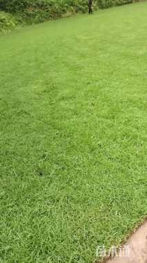 草卷状马尼拉草