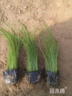 高度20厘米细叶针芒