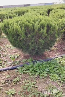 冠幅80厘米龙柏球