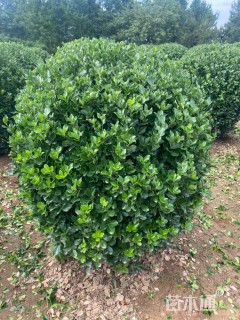 冠幅60厘米大叶黄杨球