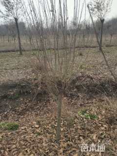 高度150厘米木槿