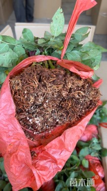 高度10厘米品种月季