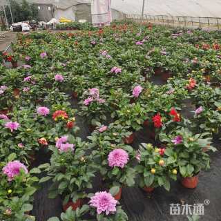 高度25厘米大丽花