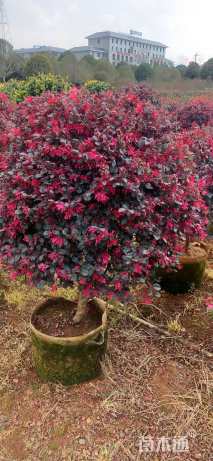 冠幅80厘米红花继木球