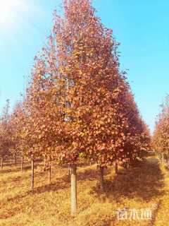 12公分彩叶豆梨