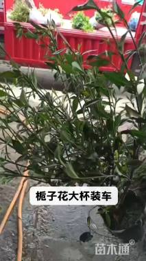 高度35厘米栀子