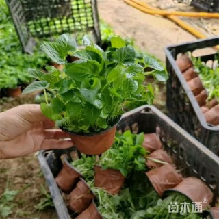 高度18厘米紫花地丁