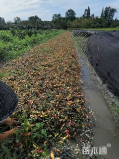 高度10厘米金叶络石