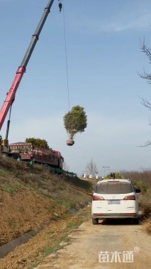 高度550厘米丛生大叶女贞