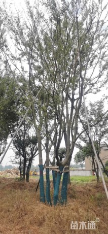 50公分(4杆)丛生朴树