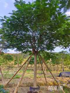 15公分凤凰木