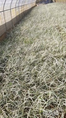 高度25厘米丽蚌草