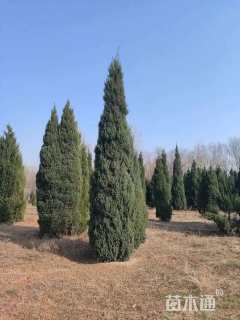 高度250厘米北京桧