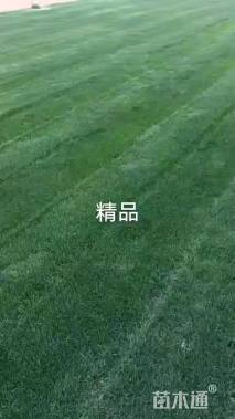 混播黑麦草