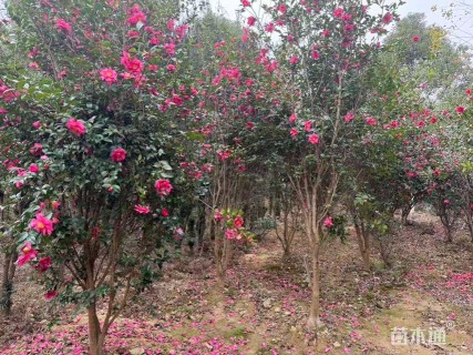 高度300厘米茶梅