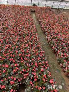 高度15厘米四季海棠